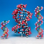 Heredity & DNA