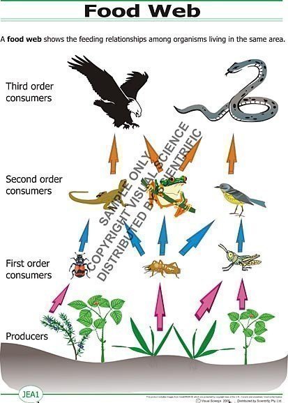 Food Web Poster on Laminated Paper approx. 210x297 A4 - Scientrific Pty Ltd