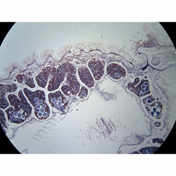 K1856B-Hemichordata-Balanoglossus-anterior-LS.jpg