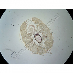 K1858C-Cephalochordata-Amphioxus-TS-Intestinal-region.jpg